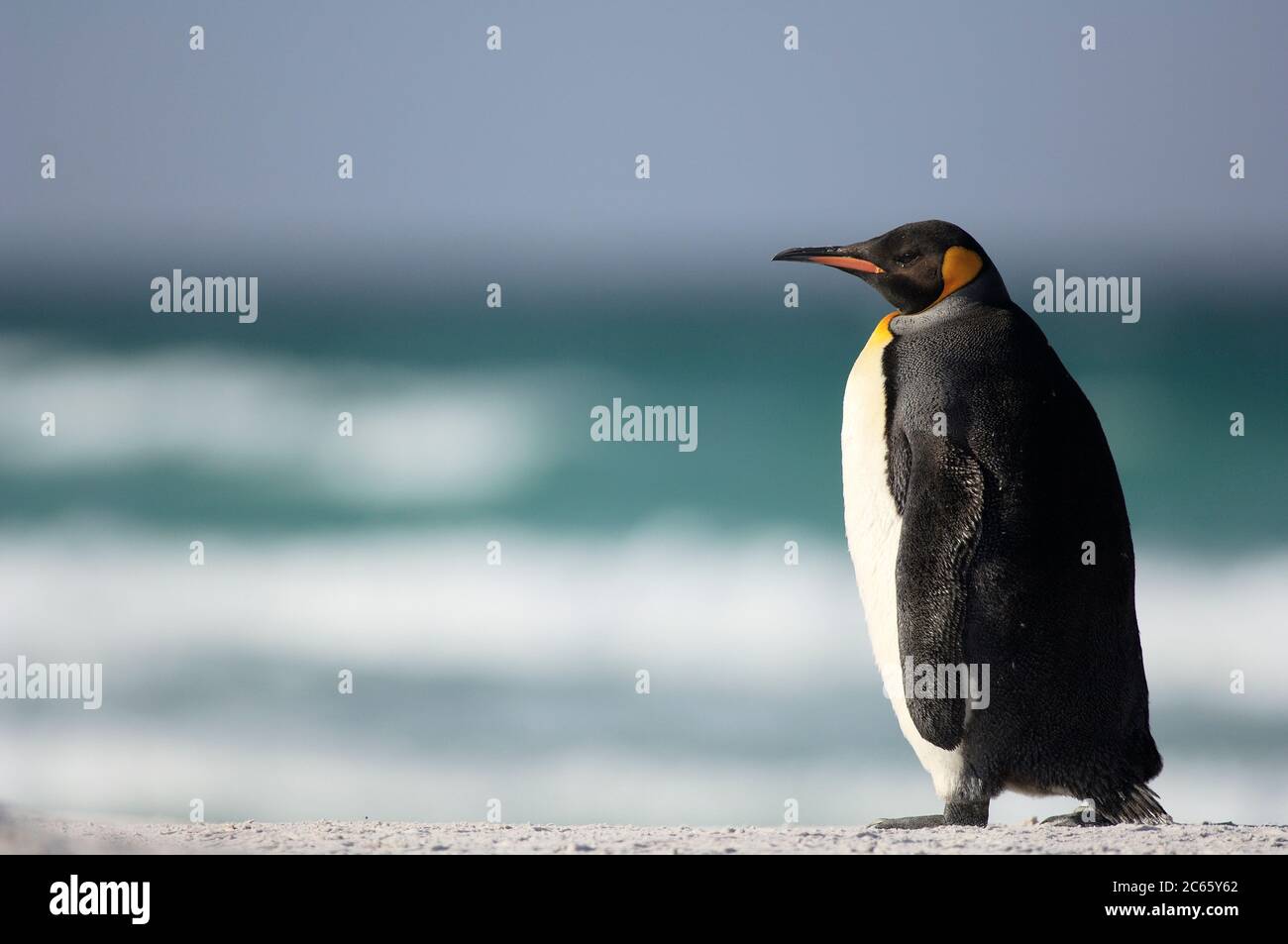 With its body length of more than 90 cm the king penguin (Aptenodytes patagonicus) is the second largest penguin species, topped only by the emperor penguin with a size of more than 110 cm. Stock Photo