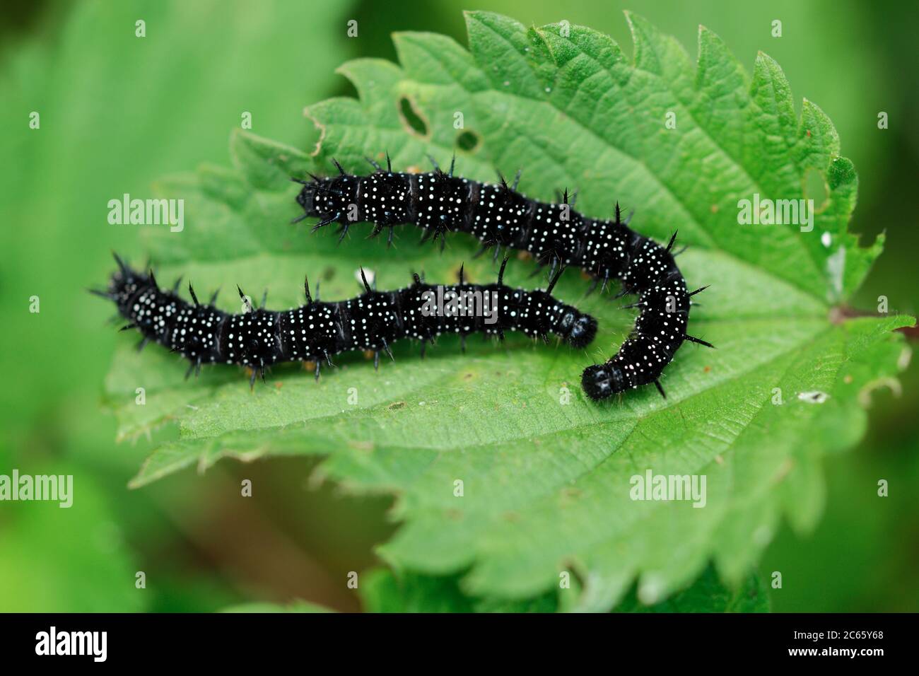 peacock moth, laral stage, two caterpillars on a leaf Stock Photo