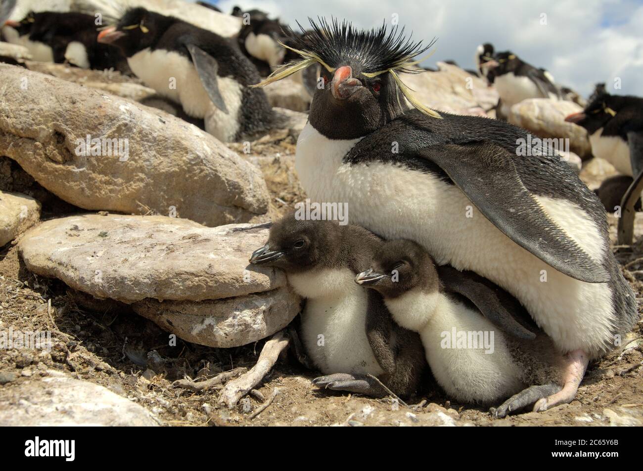 After their foraging trip the rockhopper penguins (Eudyptes chrysocome) return from the ocean in groups and start to walk and hop all the way up to their breeding colony far uphill. Stock Photo