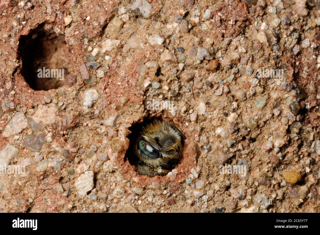 The wild, solitary bee Megachile parietina Stock Photo