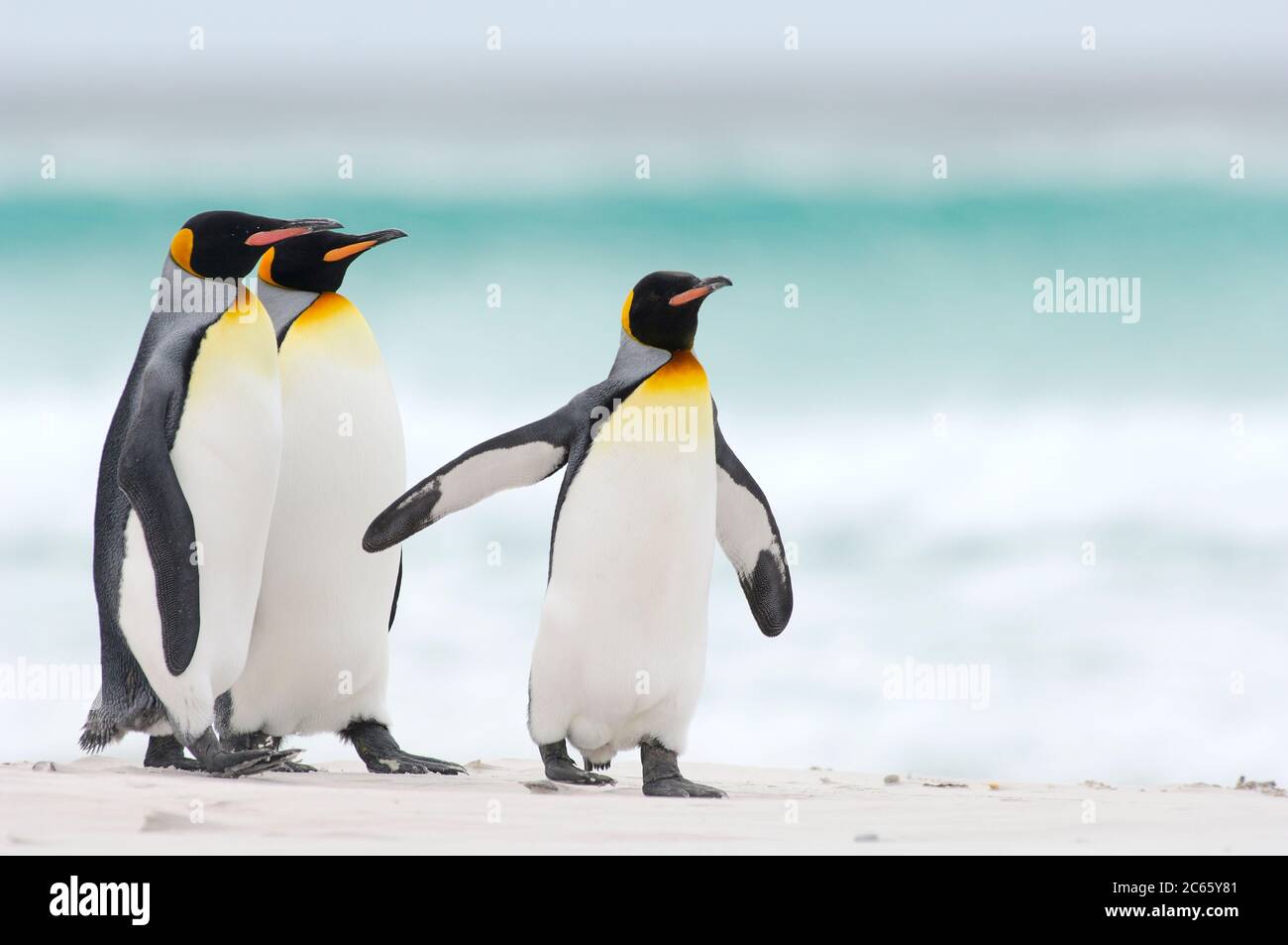 Starting to and returning from their foraging trips the king penguins (Aptenodytes patagonicus) often gather in groups. This habit potentially lowers the risk of being caught by their aquatic predators, e.g. the sea lion and the orca. Stock Photo