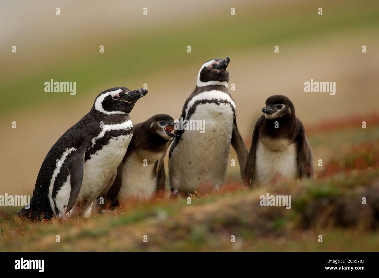 Smaller chicks of the Magellanic penguin (Spheniscus magellanicus) are frequently fed, but these more than two weeks old chicks must wait for two to three days for their next meal. The parents meet for only a short time during the 'changing of the guard'. Stock Photo