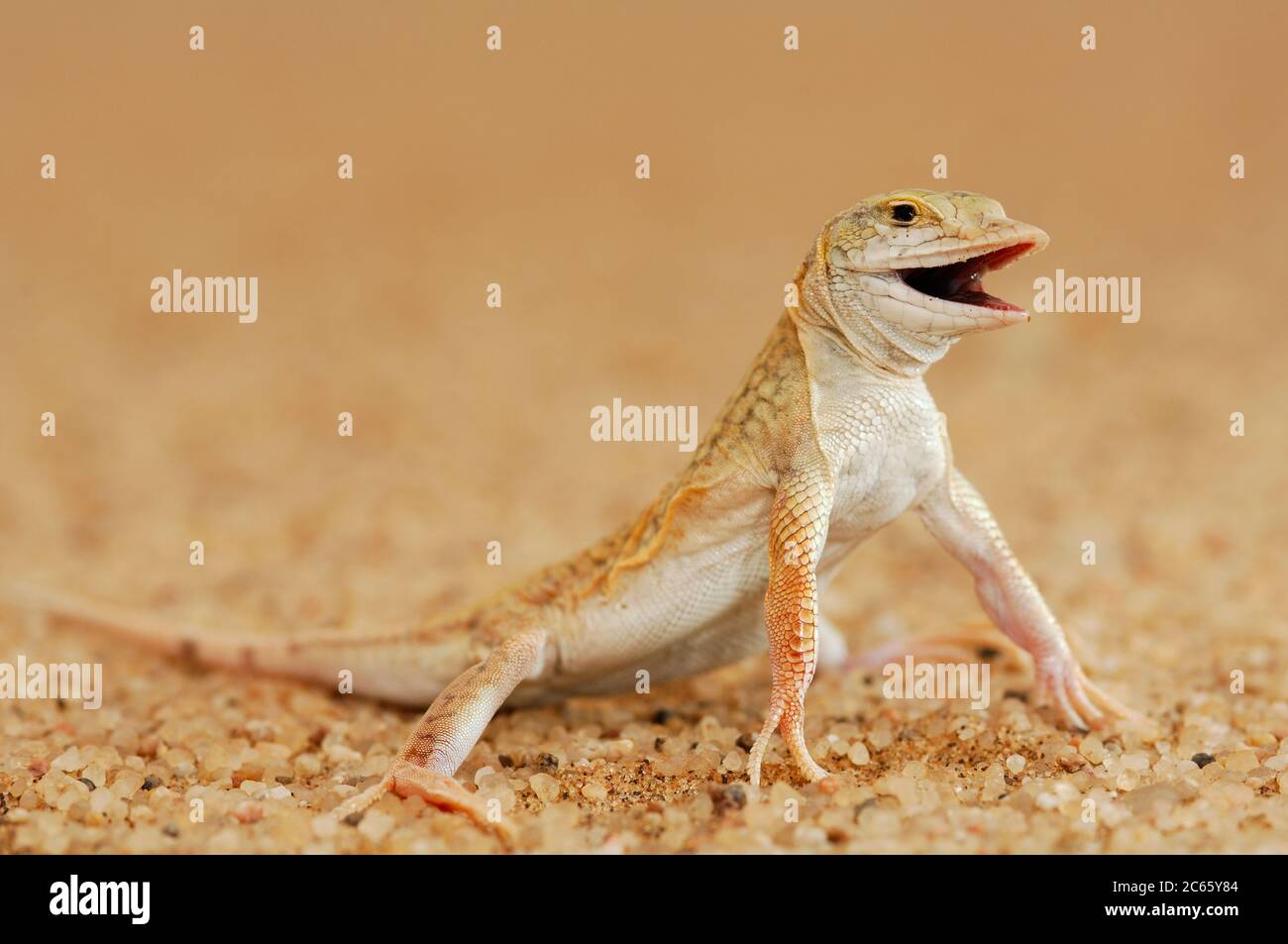 Shovel-snouted lizard or Namib Sanddiver (Aporosaura anchietae) Namib Desert sand dune Stock Photo