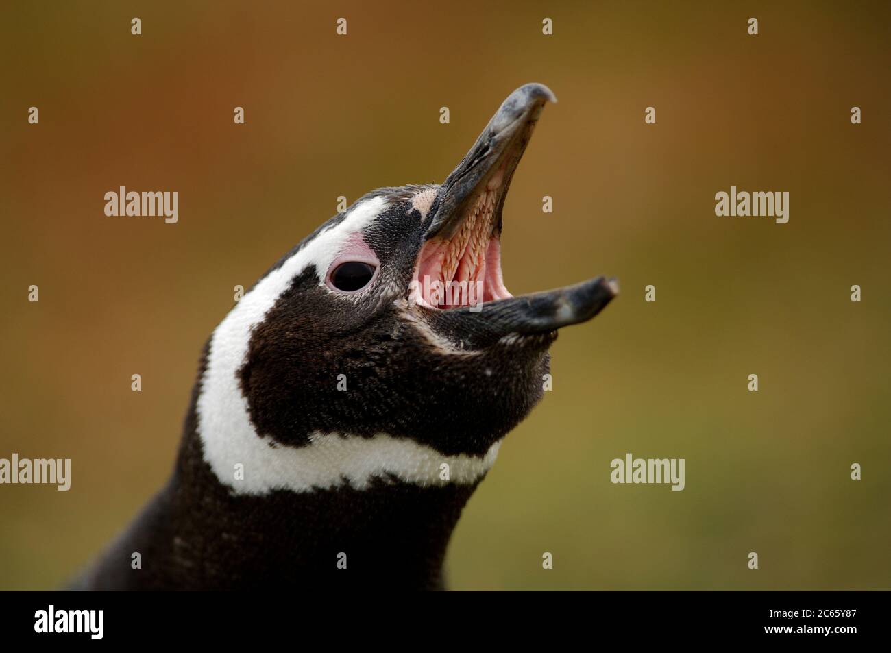 Loud calls hi-res stock photography and images - Alamy