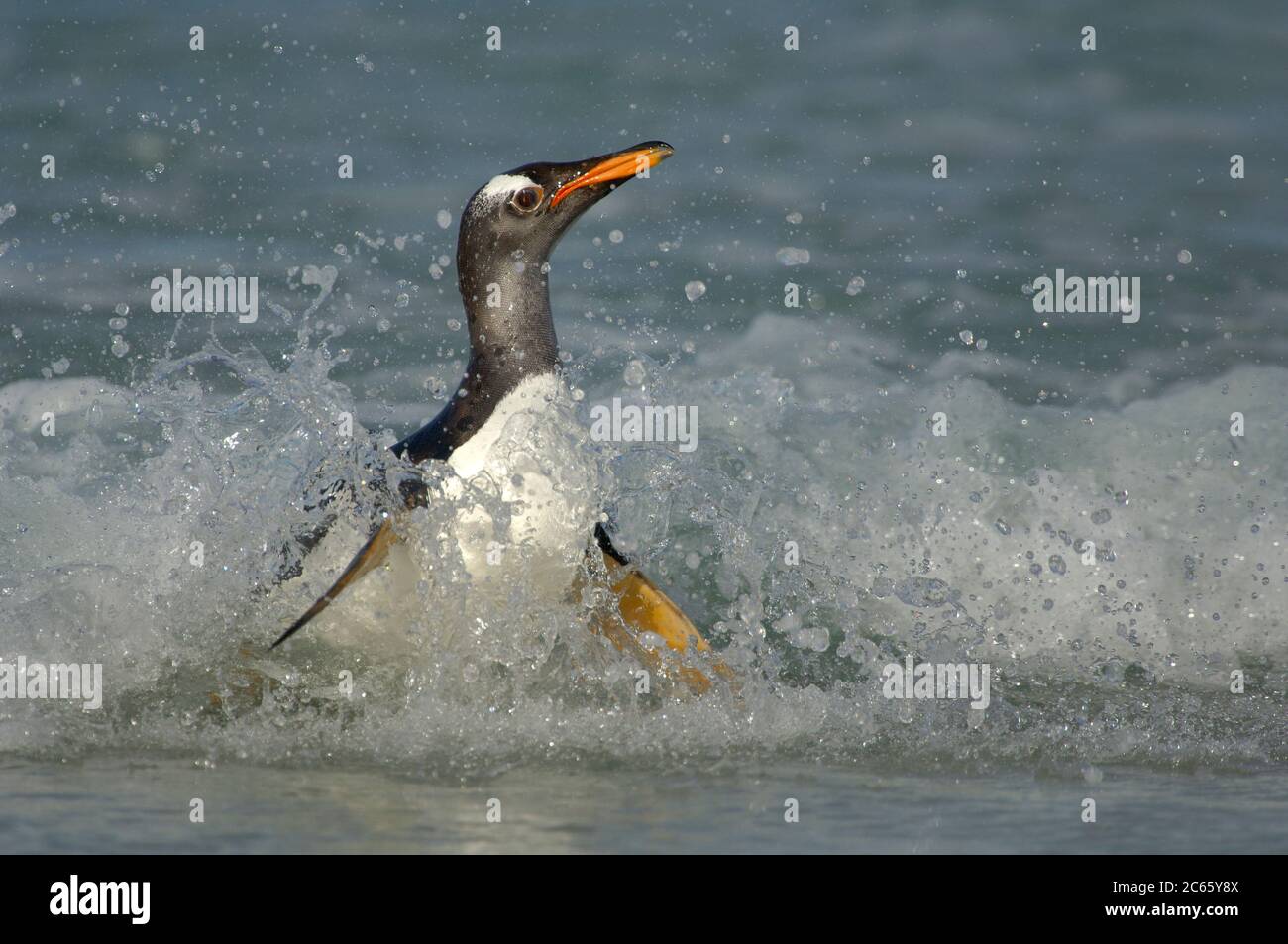 Reaching the beach the Gentoo Penguin (Pygoscelis papua) has to switch from the horizontal swimming position to the upright walking positure as fast as possible. This is a dangerous moment as sea lions lurk in the surf line. Stock Photo