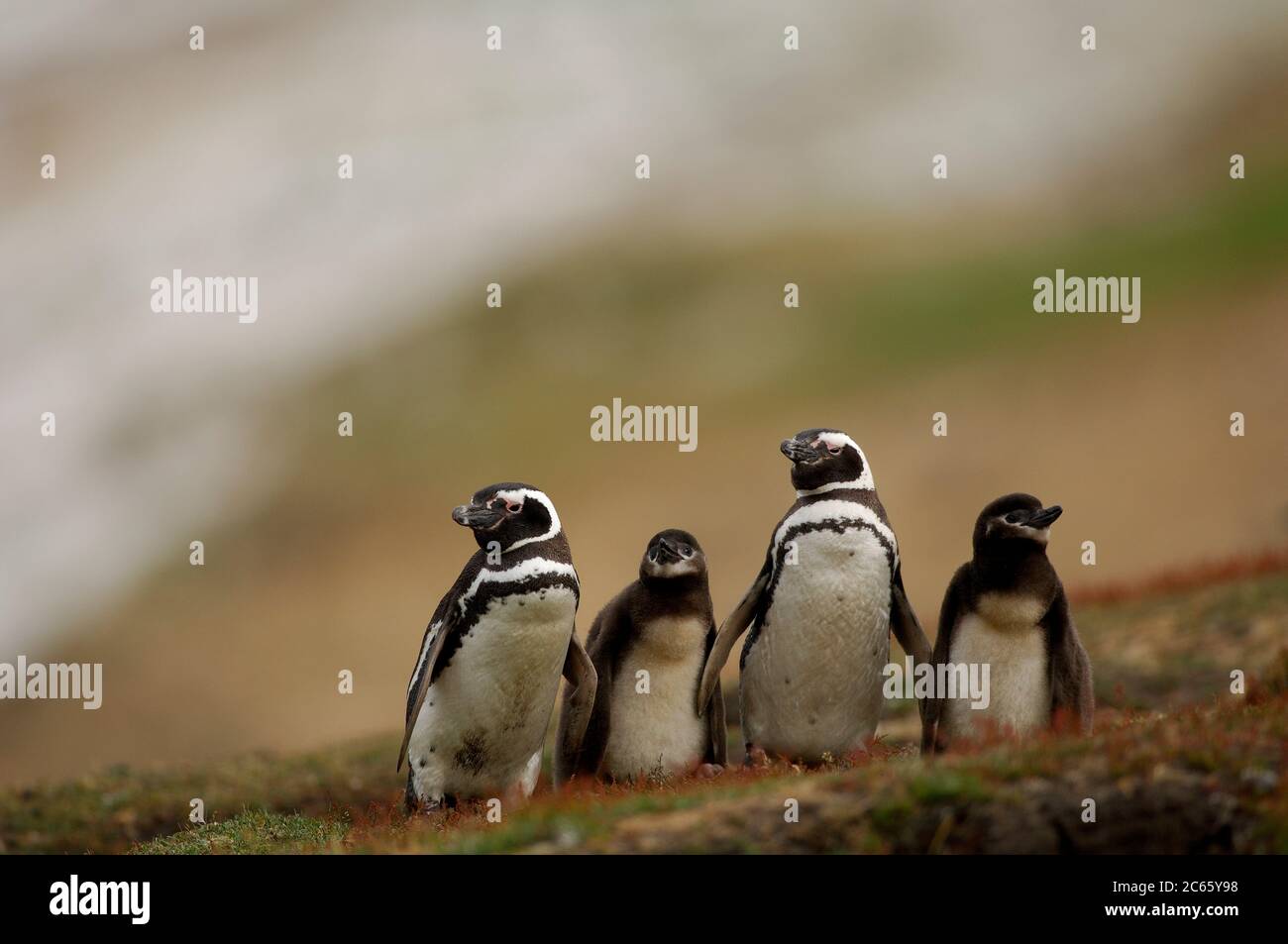 Smaller chicks of the Magellanic penguin (Spheniscus magellanicus) are frequently fed, but these more than two weeks old chicks must wait for two to three days for their next meal. The parents meet for only a short time during the 'changing of the guard'. Stock Photo