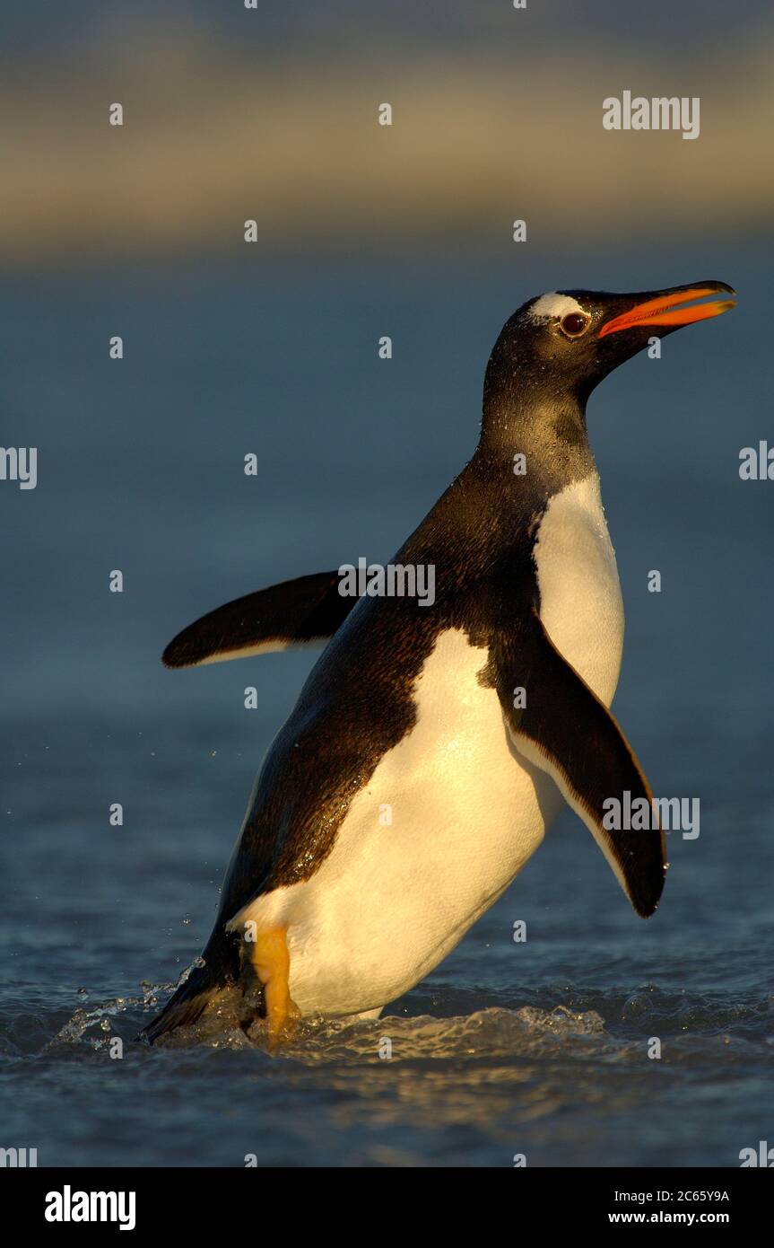 The shape of a perfect swimmer: a Gentoo Penguin (Pygoscelis papua). Growing to a size of up to 80 cm and a body mass of 6 kg they are the fastest swimmer of all penguin species. Stock Photo