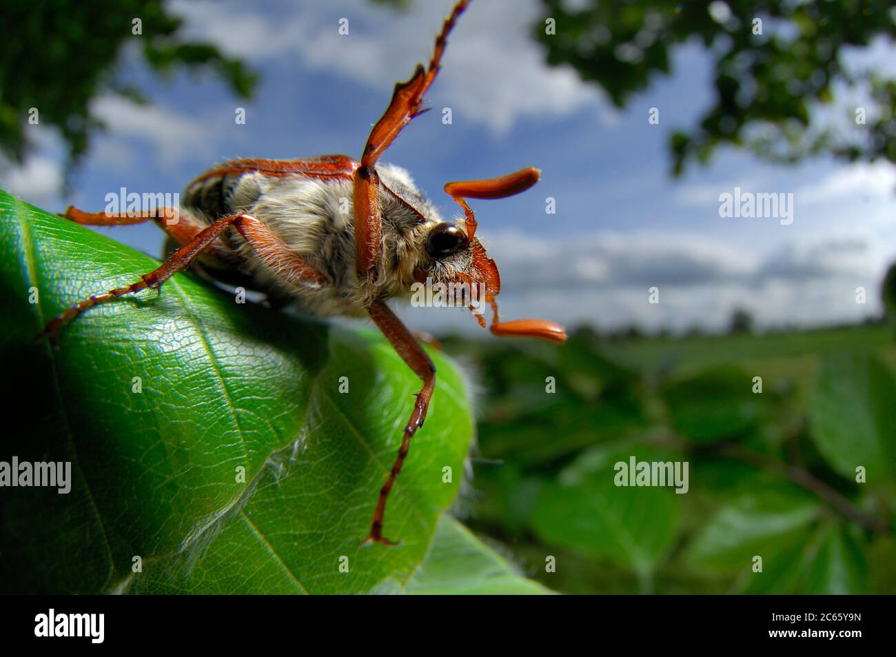 The cockchafer (or may bug, as it is colloquially called, or sometimes billy witch or spang beetle, particularly in East Anglia) is a European beetle of the genus Melolontha, in the family Scarabaeidae. Stock Photo