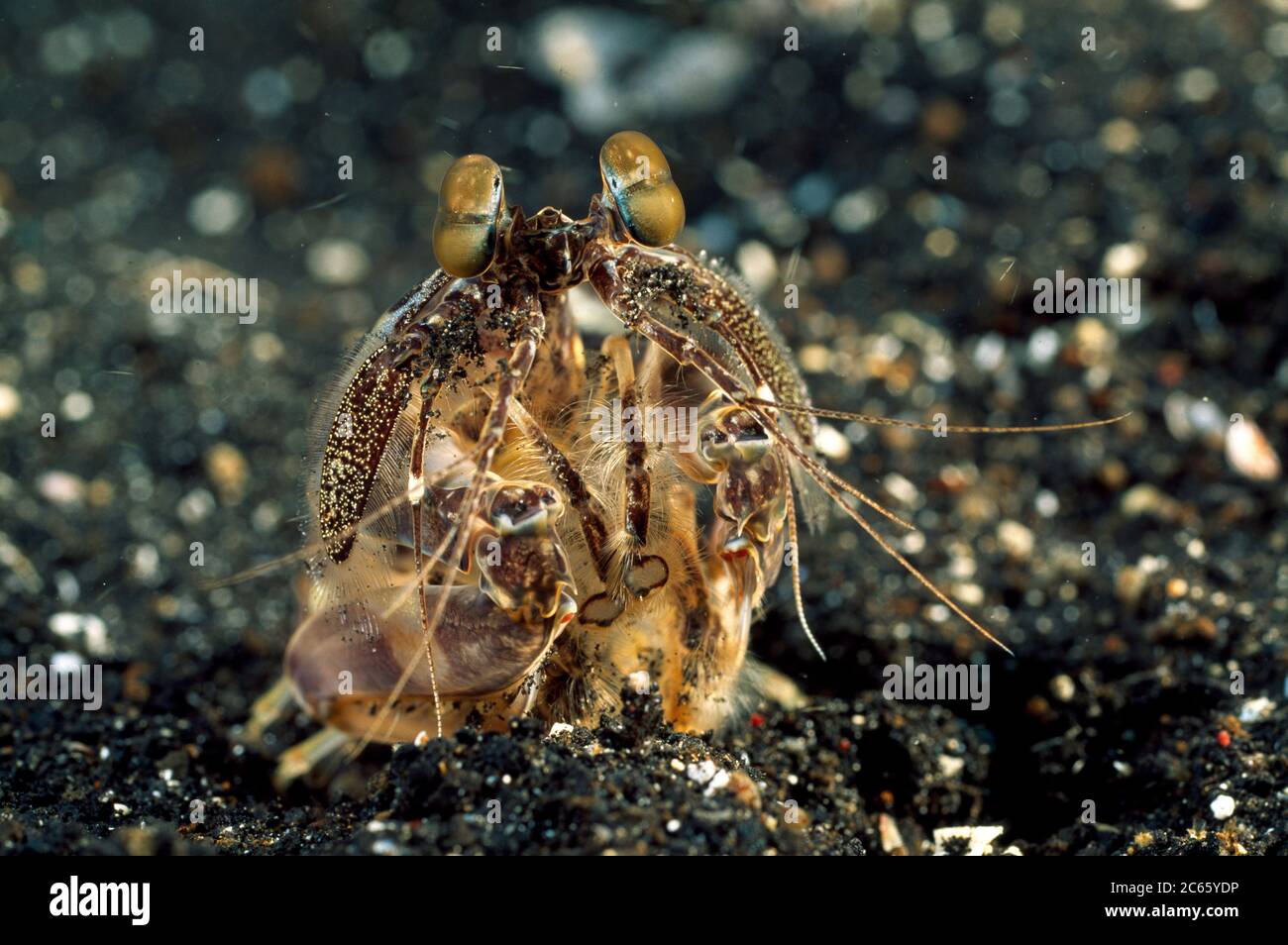 Mantis Shrimp (Lysiosquilla sulcirostris) Stock Photo