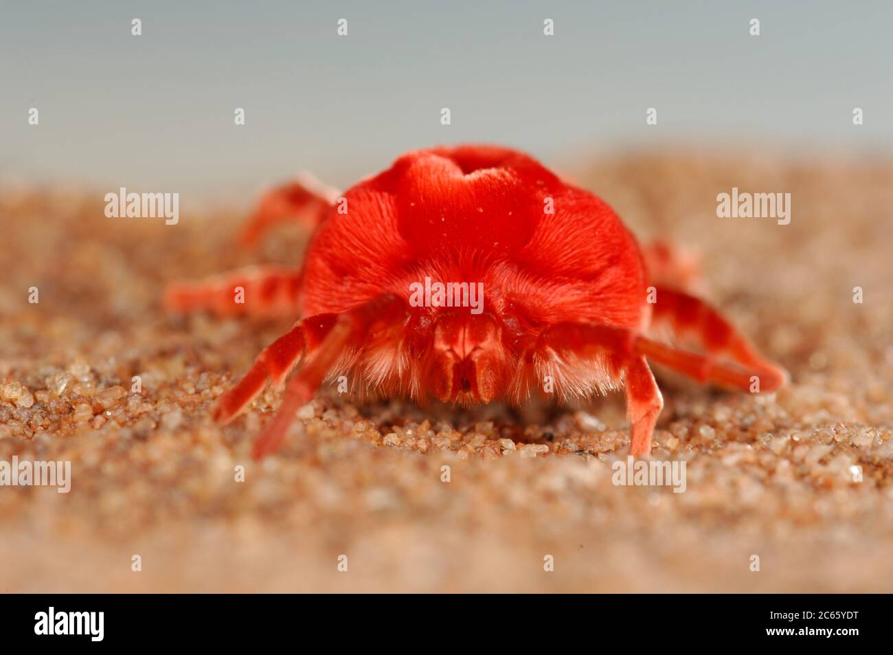Giant Red Mite Stock Photo