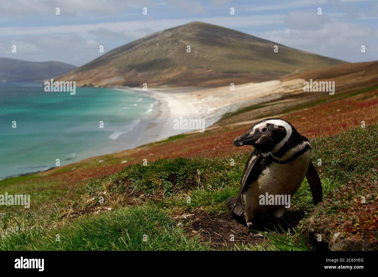 During the reproduction period the Magellanic penguin (Spheniscus magellanicus) can be found on coasts with soft soil where it breeds in burrows excavated by itself. Stock Photo