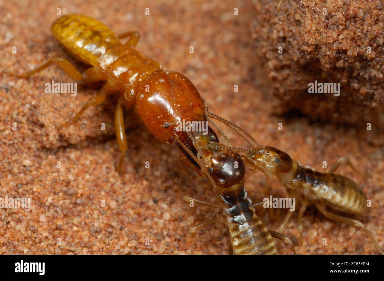 Harvester termites (Hodotermes mossambicus) (family: Hodotermitidae) Stock Photo