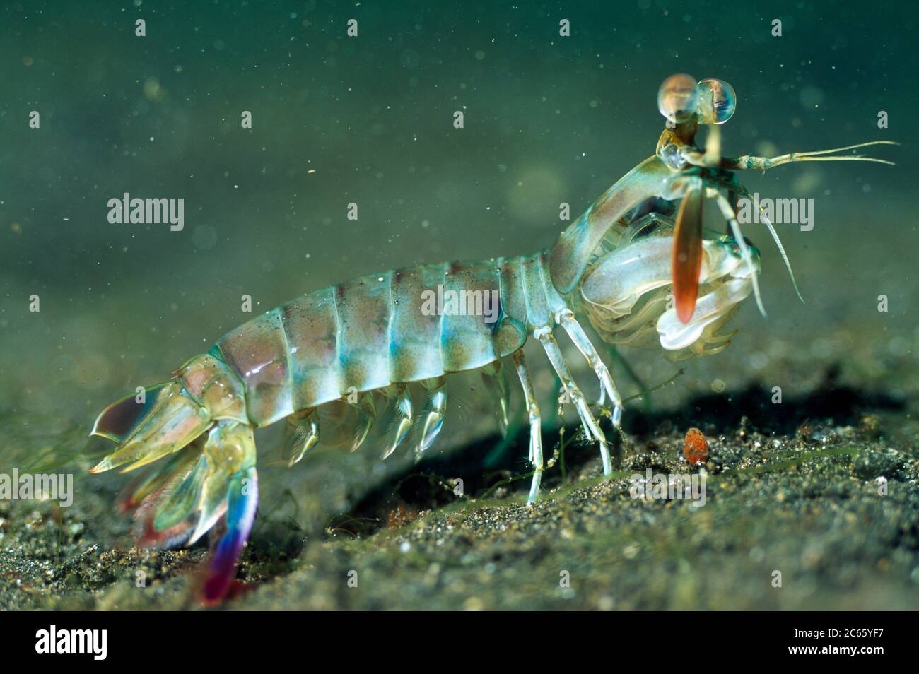 Mantis Shrimp (Lysiosquilla sulcirostris) Stock Photo
