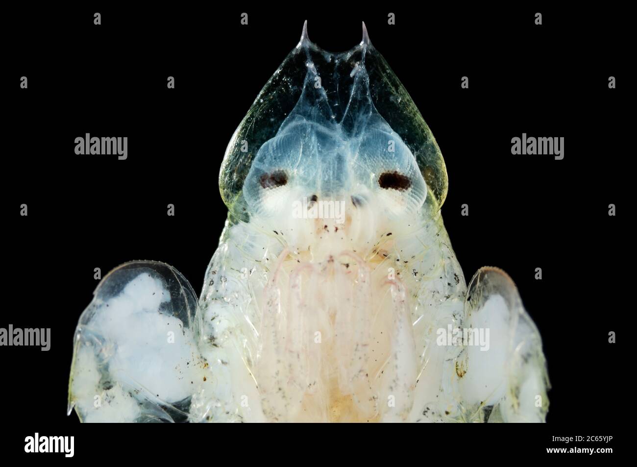 Deep Sea Amphipod (Lanceola sp.) Stock Photo