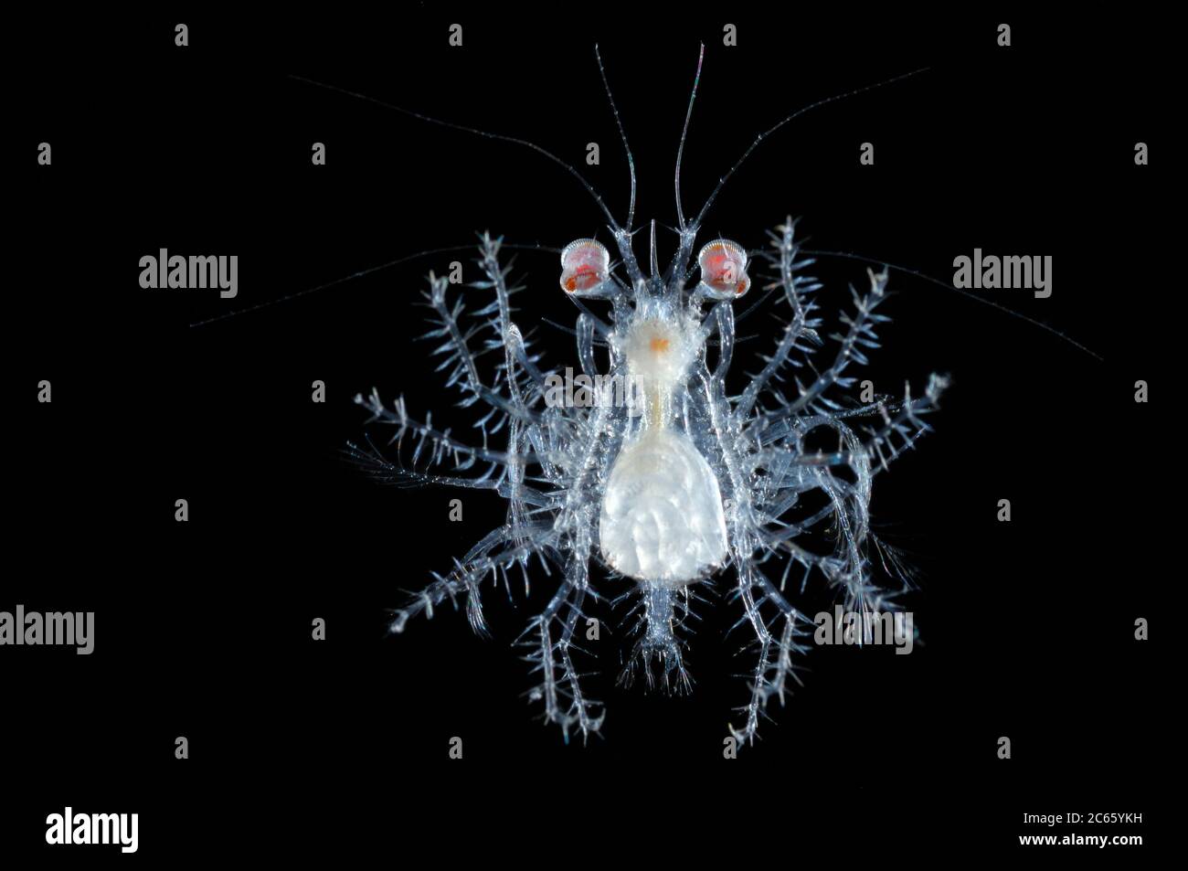 During their development from egg to adult crustaceans pass through various larval stages. This pelagic developmental stage of a crab is called Megalopa. Megalopa-Larve Stock Photo