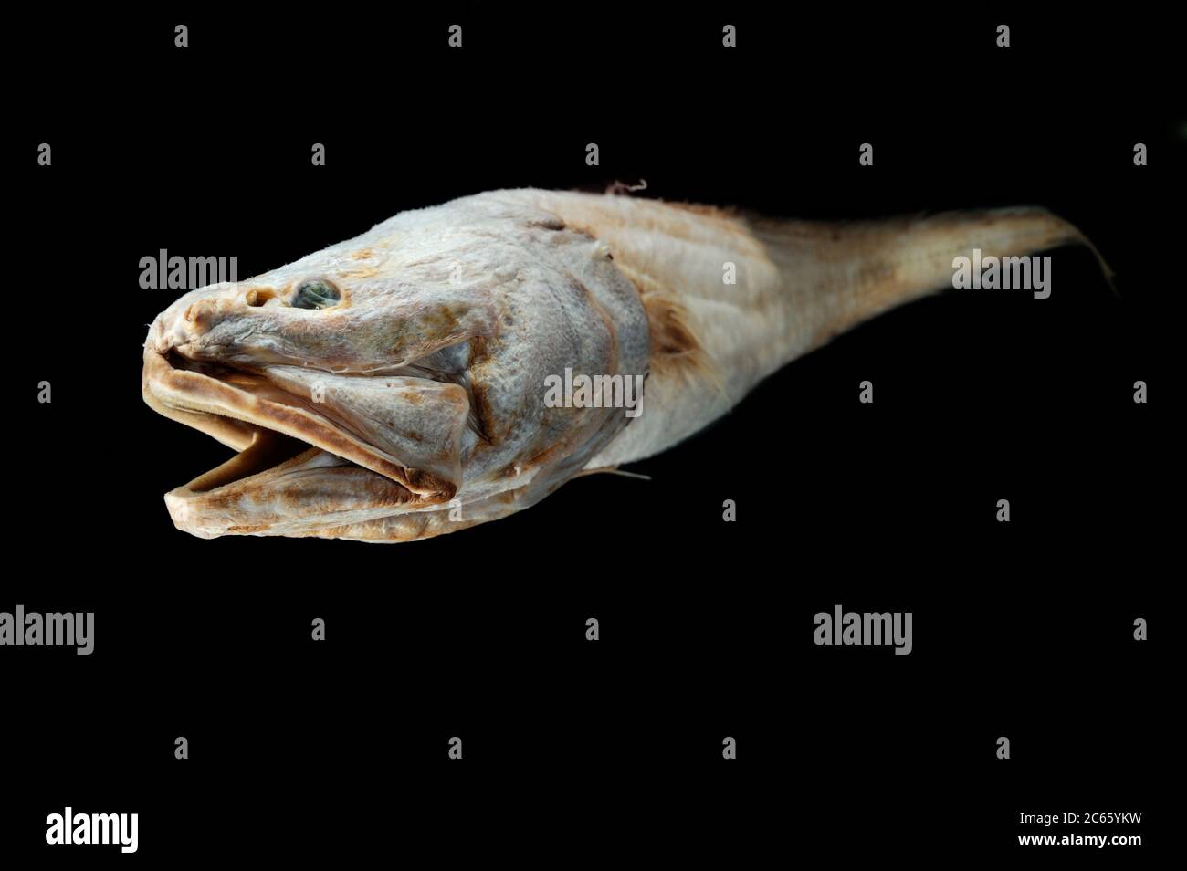 Cusk eel hi-res stock photography and images - Alamy