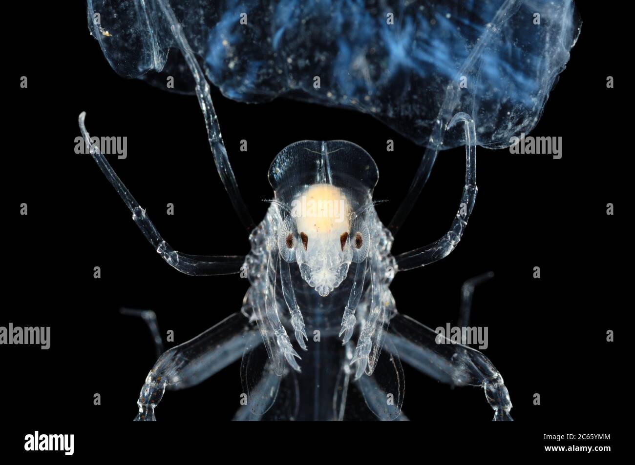 Pram bug amphipod (Phronima sp.) with young in a salp house. Phronima, the pram bug amphipod, is a small, translucent deep-sea hyperiid amphipod of the family Phronimidae. Stock Photo