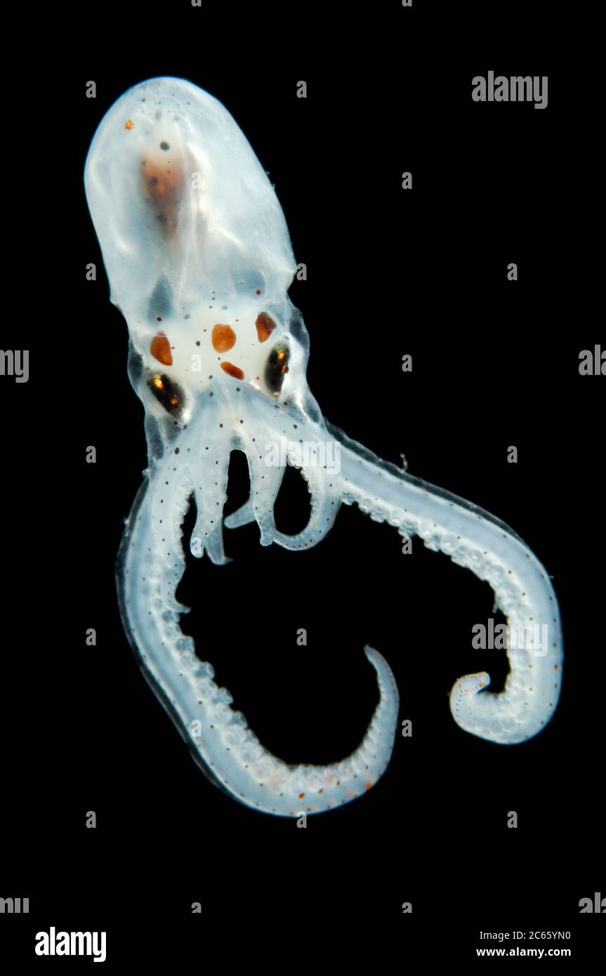 This larva of an Atlantic longarm octopus (Octopus defilippi) will grow up to an adult of 1 m length. However, its body will only contribute approximately 1/8 to this length, as the arms alone are about 80 to 90 cm long - hence the name of the animal. The larva has only some chromatophores. When fully grown these pigmented cells will cover the whole body of the octopus and enables it to change its color. [size of single organism: 3 cm] (Octopoda) Stock Photo