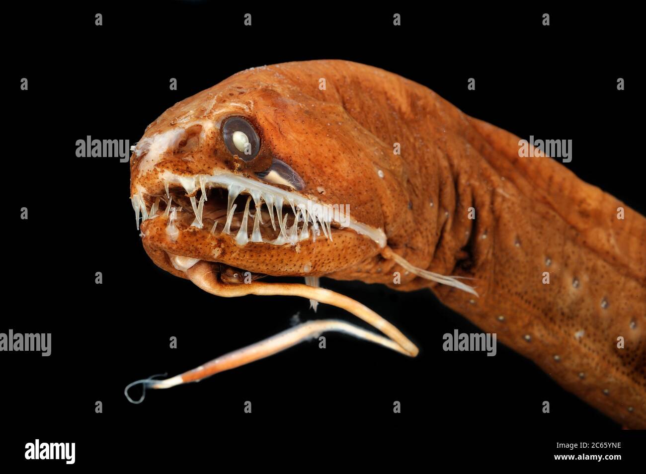 The scaleless black dragonfish (Melanostomias melanops) is a slender, up to 30 cm long deep sea fish. It features a fleshy bioluminescence process at its chin, used to lure prey within reach of the heavily toothed mouth. Light emitting organs are arranged alongside the lower part of its body and below the eye. It can be found in the Atlantic and Indo-Pacific Ocean. Preserved specimen. Picture was taken in cooperation with the Zoological Museum University of Hamburg. Stock Photo