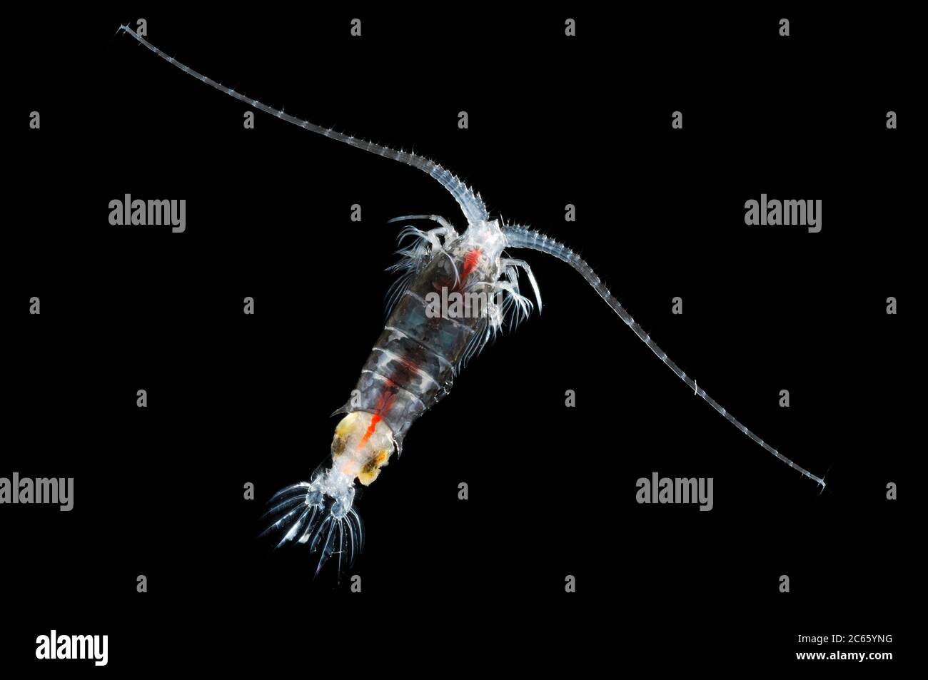 This copepod with the Latin name Gaussia princeps is quite a giant when compared to other copepods. An average copepod may measure 1 to 3 mm, but this female pictured here was 27mm across the antennae. Stock Photo