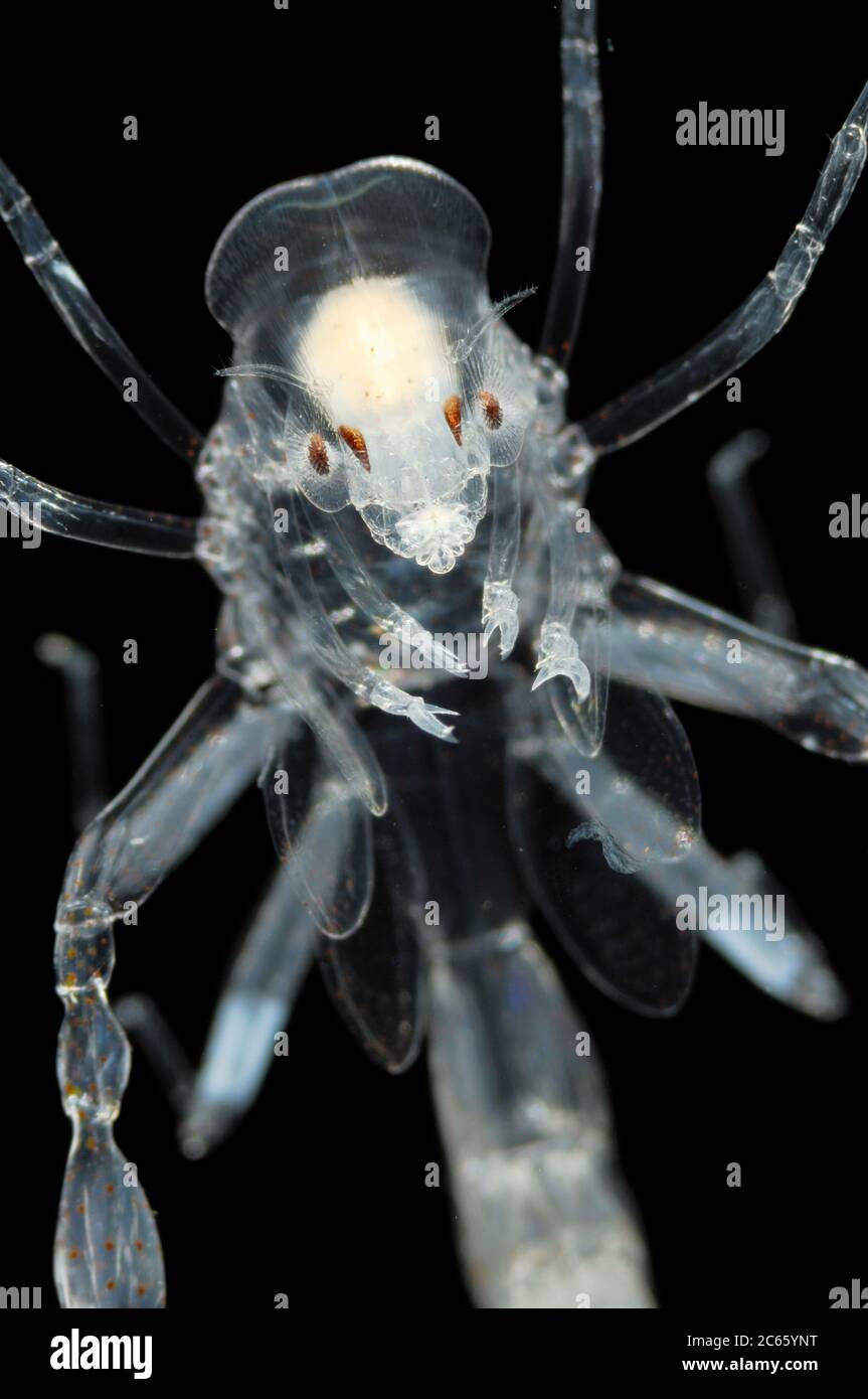Phronima, the pram bug amphipod, is a small, translucent deep-sea hyperiid amphipod of the family Phronimidae. It resembles a shrimp with a head, eyes, jaws and clawed arms. Stock Photo