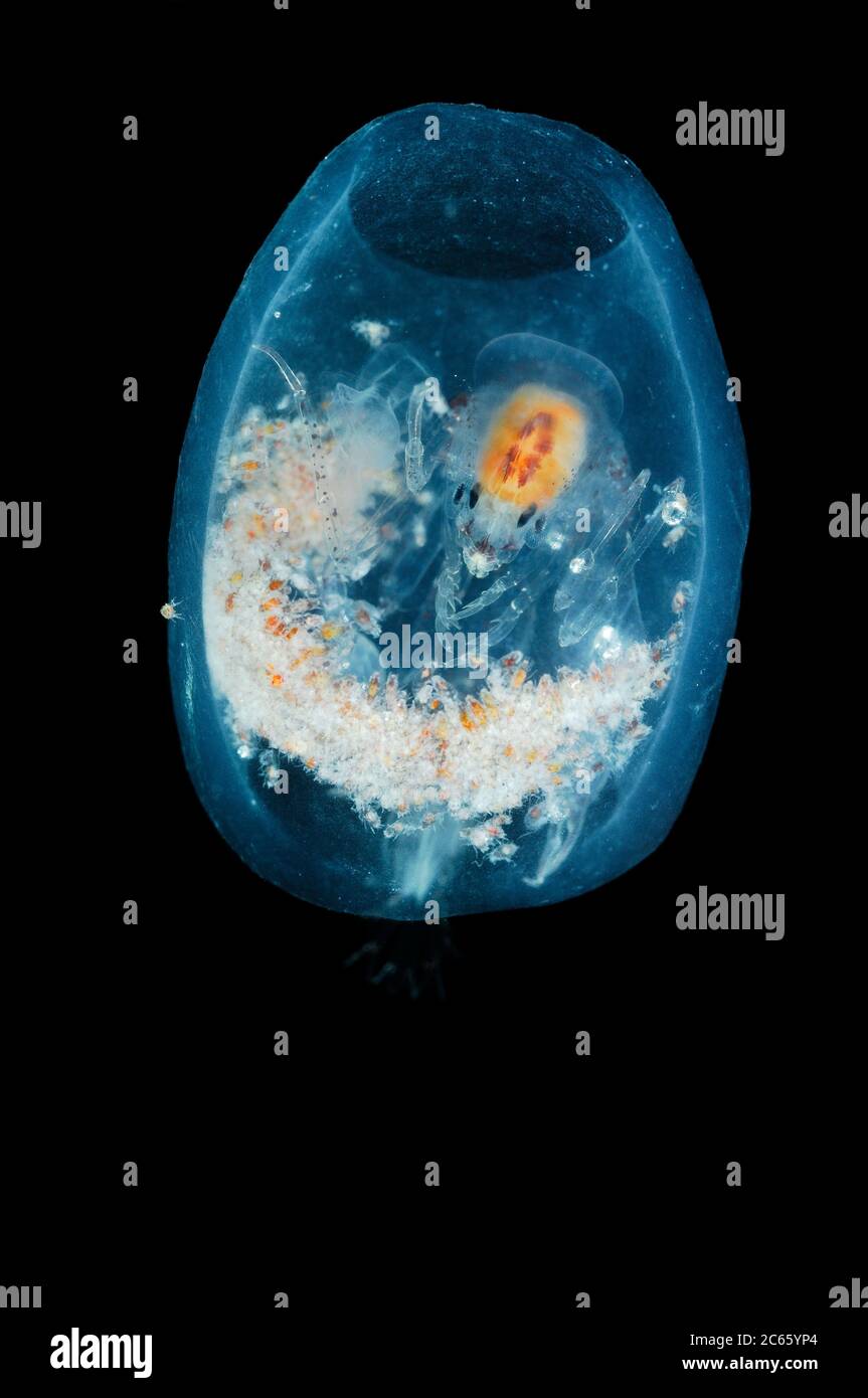 This deep sea amphipod genus is particularly renowned for its house-building. This transparent organism feeds upon free-living, planktonic sea squirts and salps. Stock Photo
