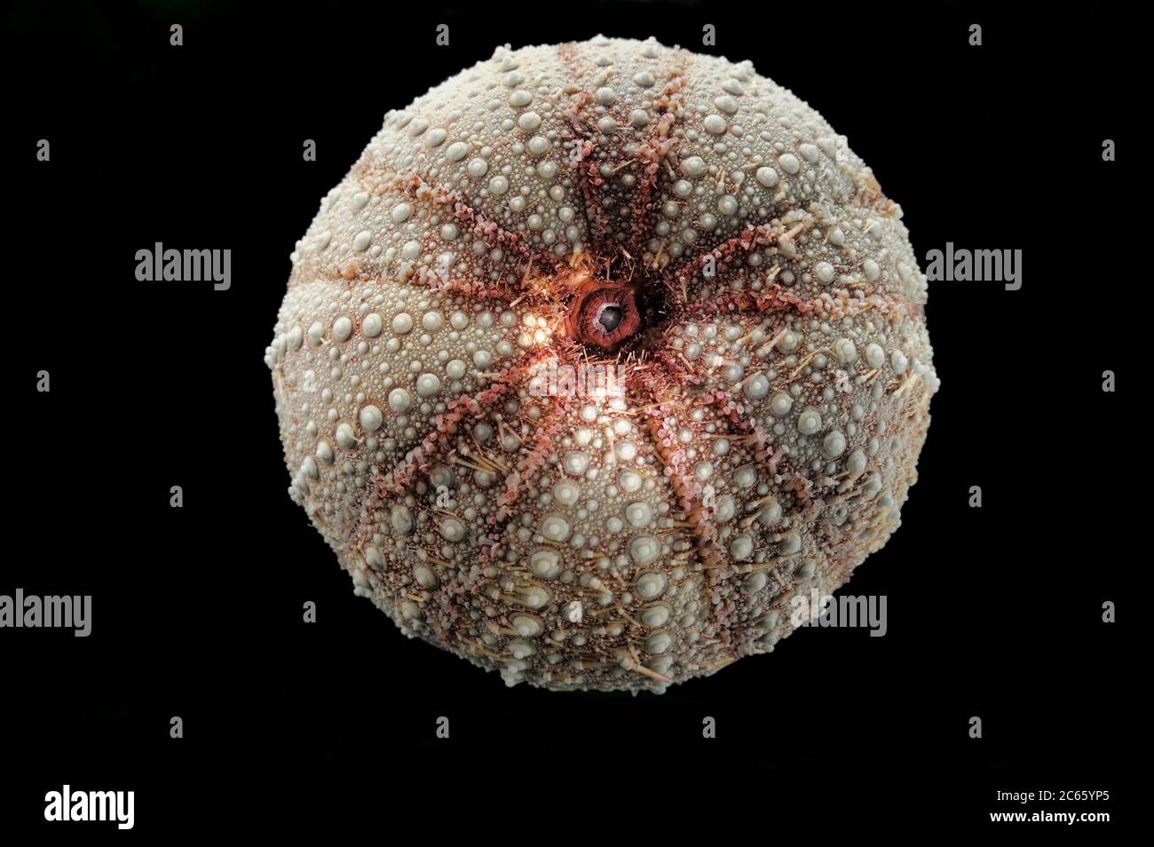 Sea Urchin (Dermechinus horridus) Picture was taken in cooperation with the Zoological Museum University of Hamburg Stock Photo