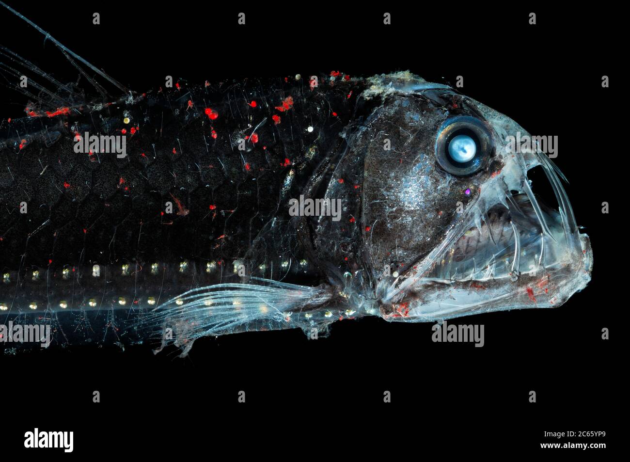 The deep sea viperfish (Chauliodus sloani) is approx. 30 cm long and lives within the upper 1000 m of the water column. Stock Photo