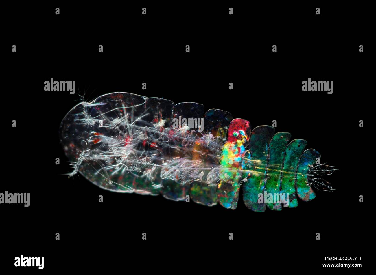 [Digital focus stacking] Marine Planktonic Copepod (Sapphirina sp.) Sapphirina, also called the sea sapphires is a copepod how is diffracting light with his exoskeleton [size of single organism: 1 mm] Stock Photo