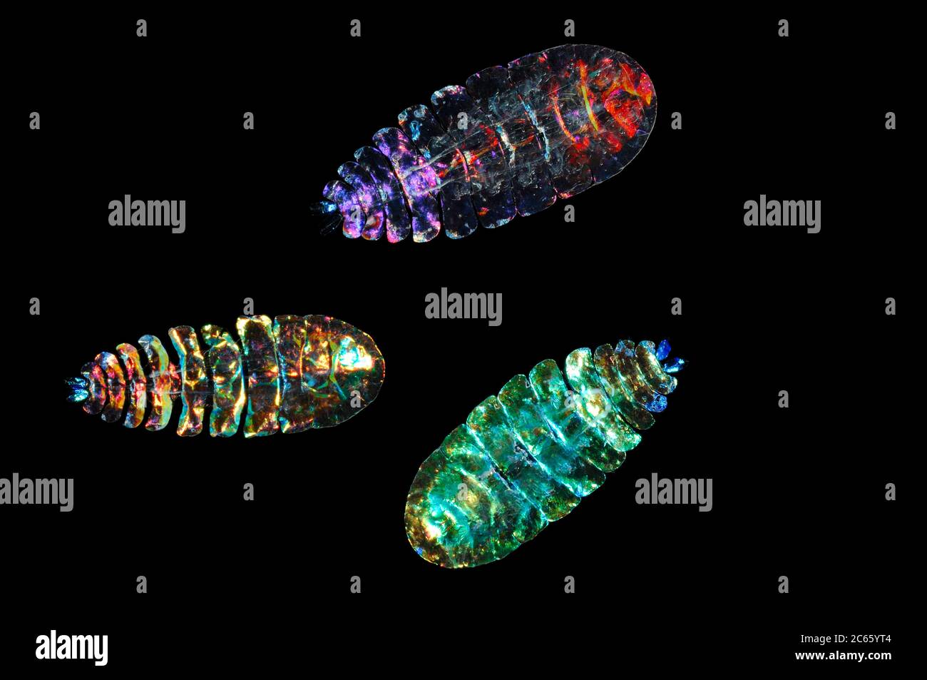 captive Marine Planktonic Copepod (Sapphirina sp.) Sapphirina, also called the sea sapphires is a copepod how is diffracting light with his exoskeleton. Atlantic Ocean, close to Cape Verde Stock Photo