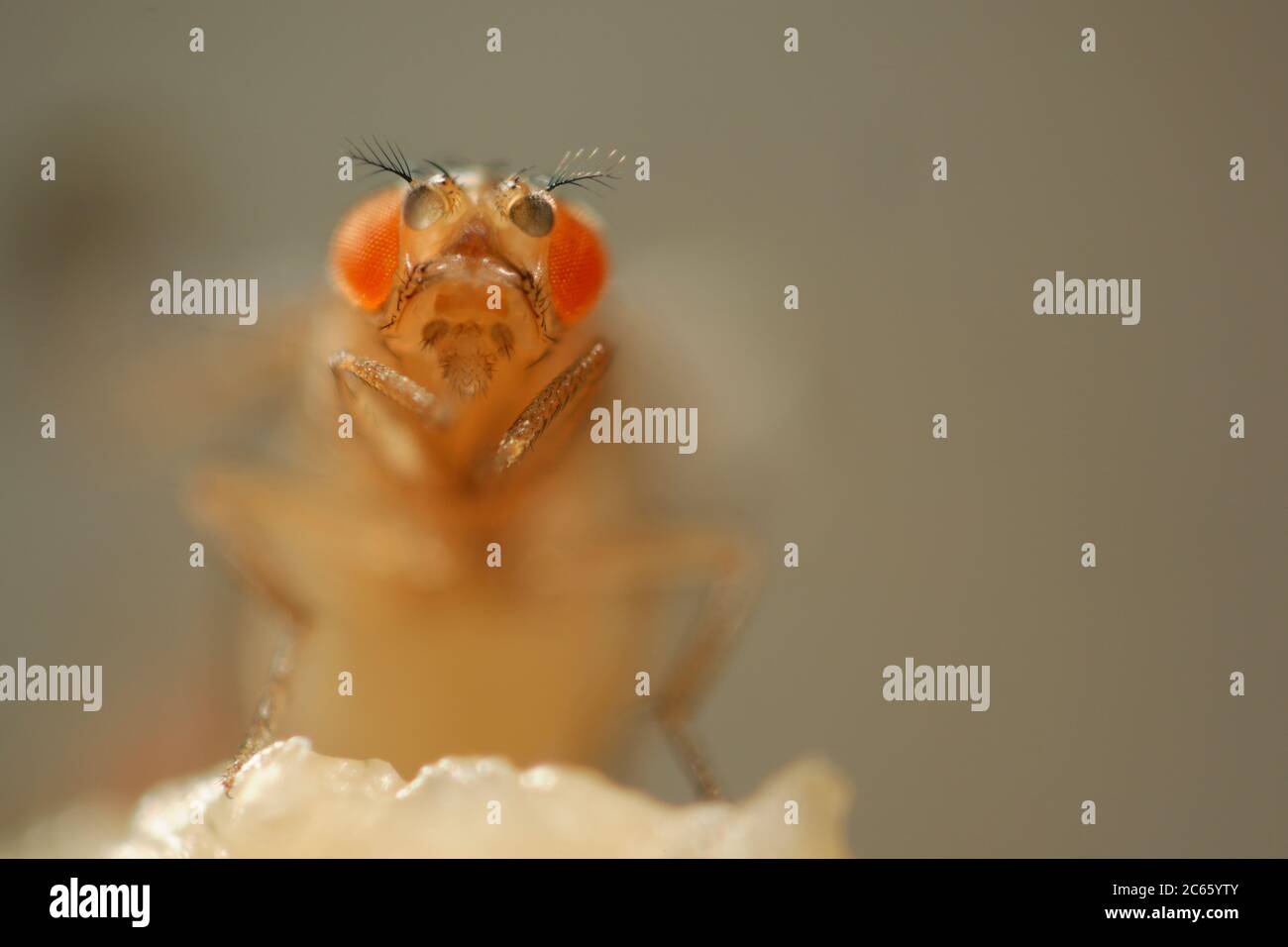 Orange mutant of the Fruit Fly (Drosophila melanogaster). The mutation is used as a genetic marker. Stock Photo