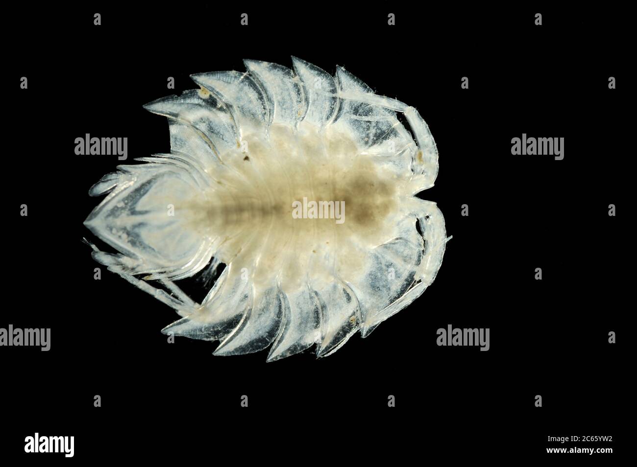 isopod (Frontoserolis abyssalis) Picture was taken in cooperation with the Zoological Museum University of Hamburg Stock Photo