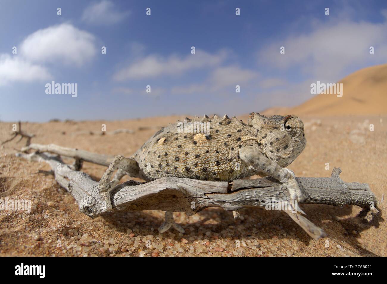 Namaqua Chamaeleon (Chamaeleo namaquensis) Namib Desert sand. Desert chameleon Stock Photo