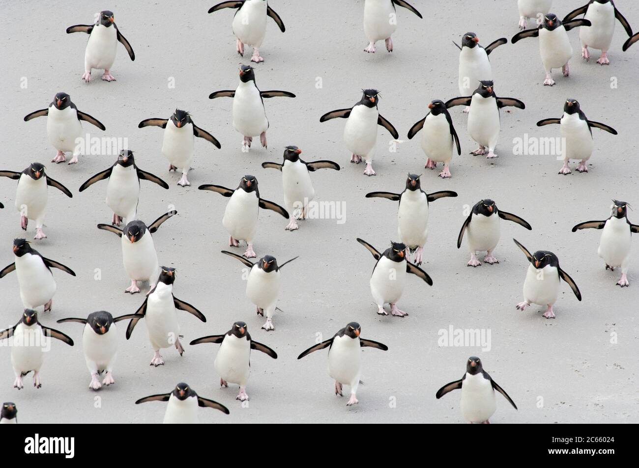 Never alone and always in a hurry: the rockhopper penguins (Eudyptes chrysocome) first have to cross a sand flat on their way back to the breeding colony and obviously they can't help hopping every now and then even in the complete absence of rocks. Falkland Islands Stock Photo