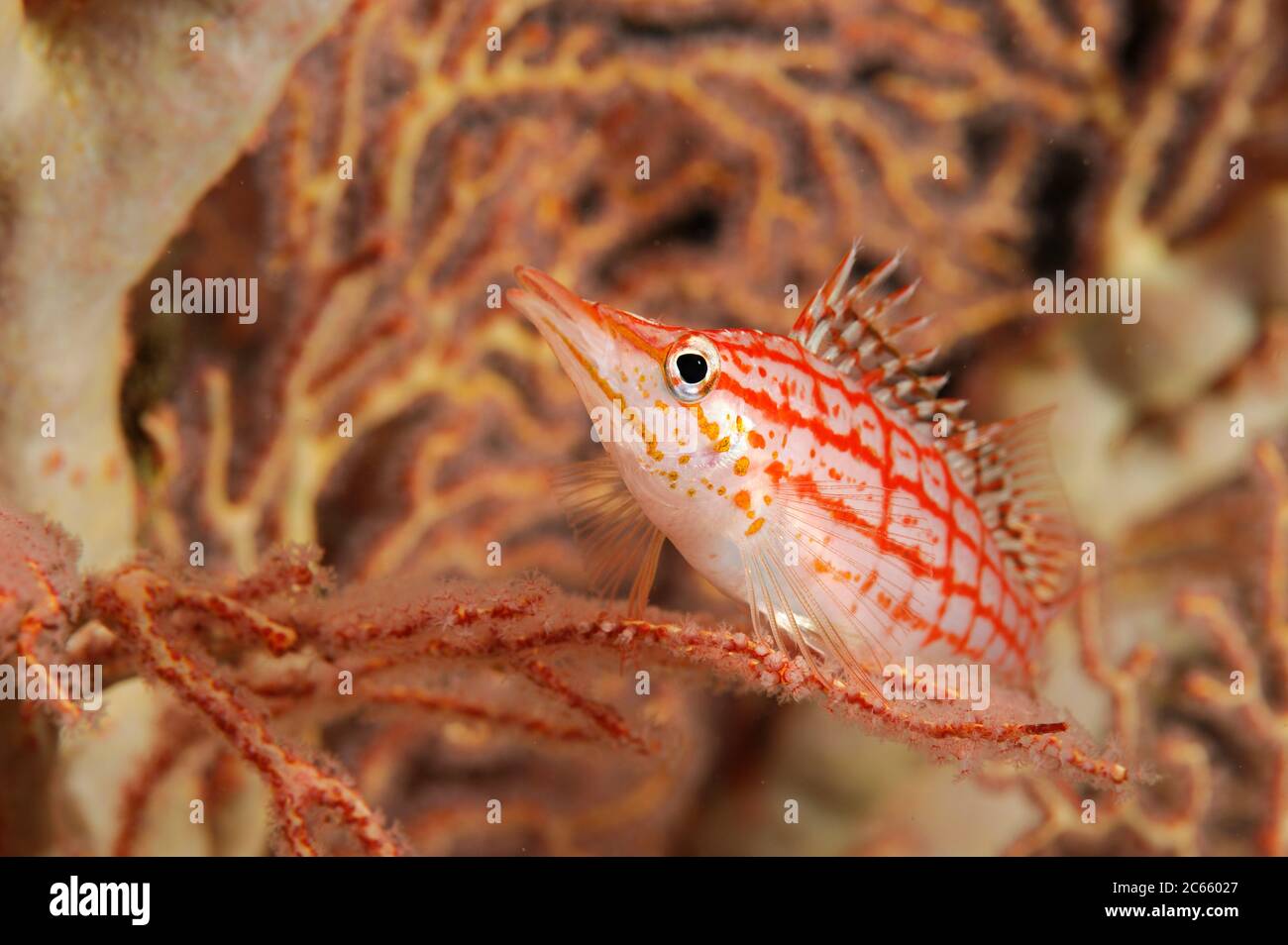 Longnose hawkfish (Oxycirrhites typus) in sea fan, Raja Ampat, West Papua, Indonesia, Pacific Ocean [size of single organism: 6 cm] Stock Photo