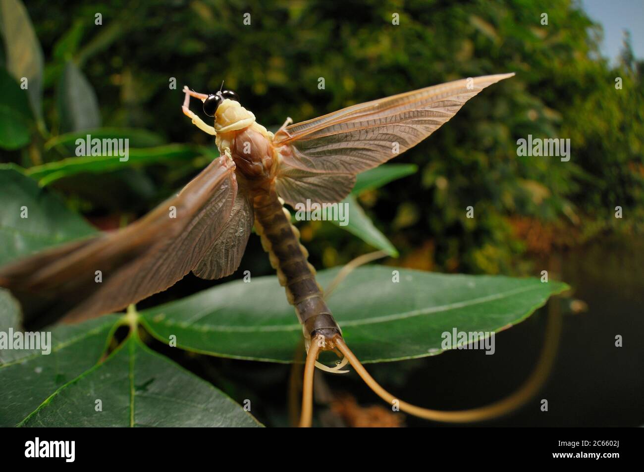 Immediately after hatching from their aquatic larval skin the subadult male long-tailed mayfly (Palingenia longicauda) flies towards the river bank to land on a leaf. Here it will undergo its last moult, before it is going to mate and dy, all within only a  few hours. Tisza blooming (Tiszavirágzás). It is when millions of long-tailed mayflies (Palingenia longicauda) are rising in huge clouds, reproduce, and perish, all in just a few hours. Stock Photo