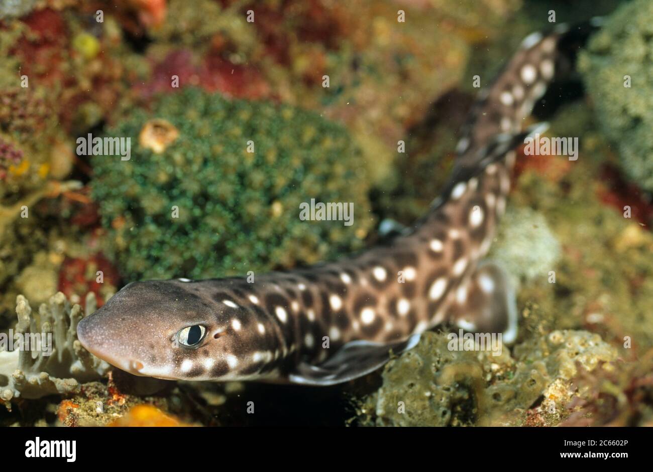 Marbled cat shark (Atelomycterus macleayi) Sulawesi, Indonesia Stock Photo