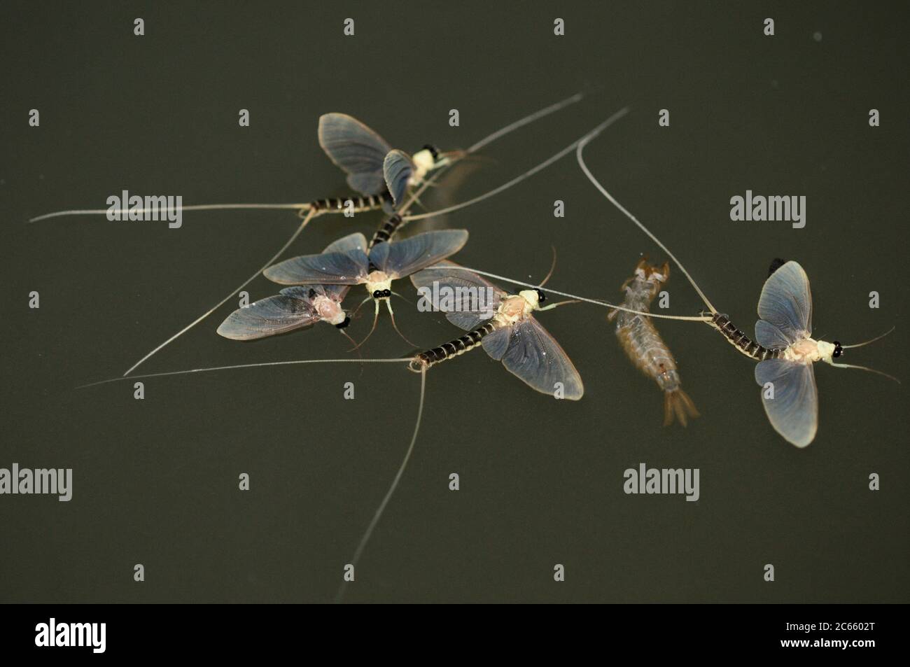 Just three hours after they hatched from the water and moulted into a mature animal, the male long-tailed mayflies (Palingenia longicauda) perish. During theit aquatic larval stages they gathered enough energy to power this short airborne life with the single aim of reproduction. Stock Photo