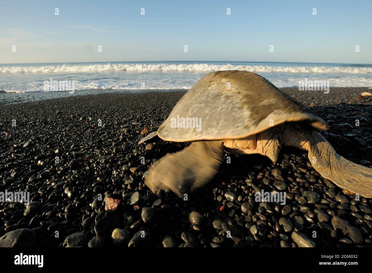 Looking at a mature sea turtle as this olive ridley (Lepidochelys olivacea) one can easily tell the gender: a female has a short tail, as seen here, while a male has a muscular, long tail clearly protruding past the edge of the carapace. Stock Photo