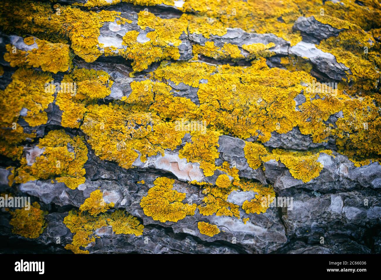 Lichen, fungus on tree trunk background. The common orange lichen plant, yellow scale covers a tree bark. Wallpaper, close up nature background, textu Stock Photo