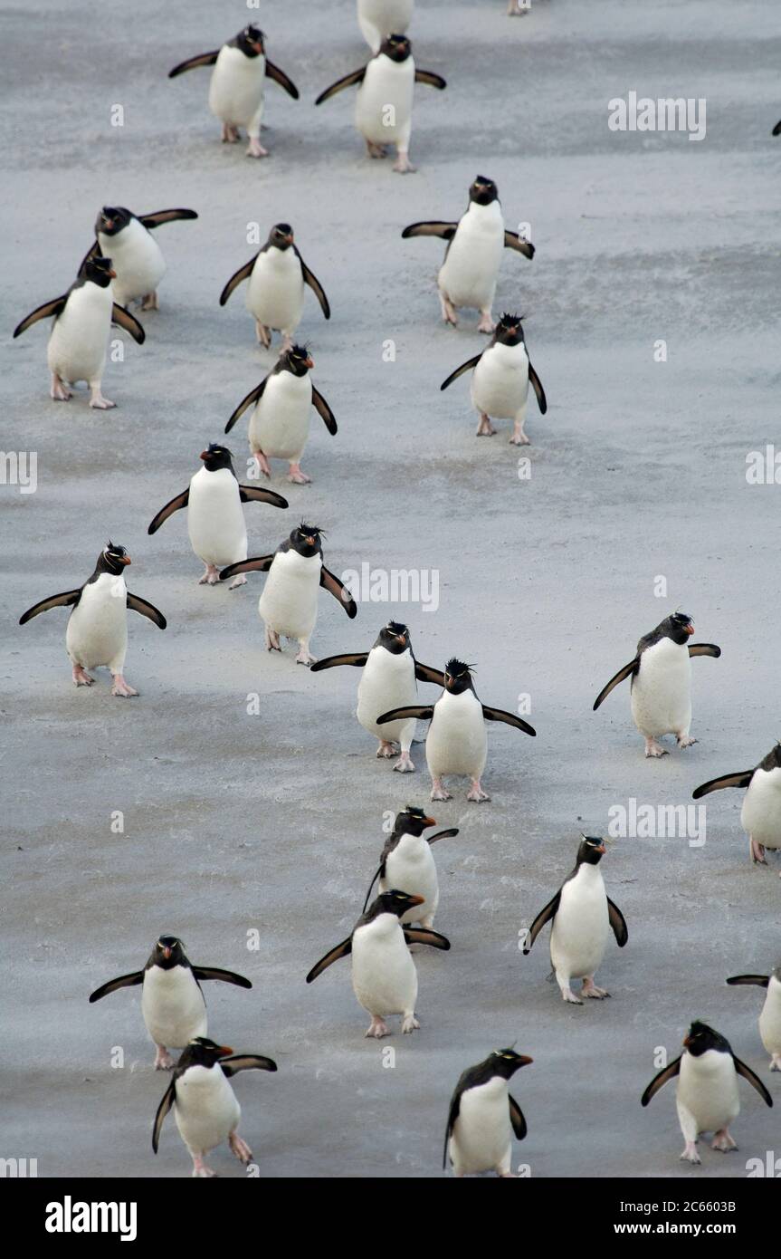 Never alone and alwasy in a hurry: the rockhopper penguins (Eudyptes chrysocome) first have to cross a sand flat on their way back to the breeding colony and obviously they can't help hopping every now and then even in the complete absence of rocks. Stock Photo