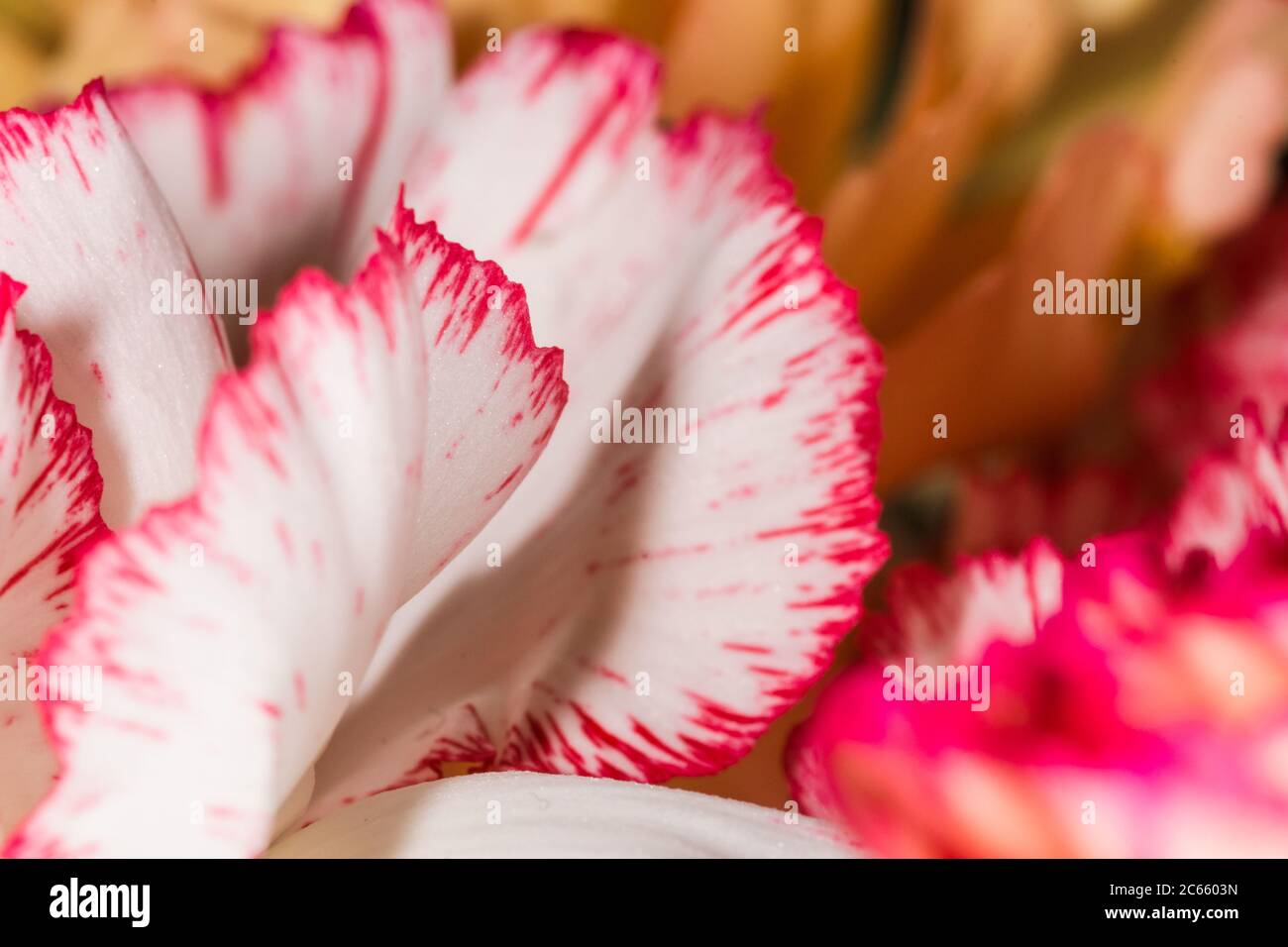 floral background of multi-colored flowers . Beautiful bouquet of