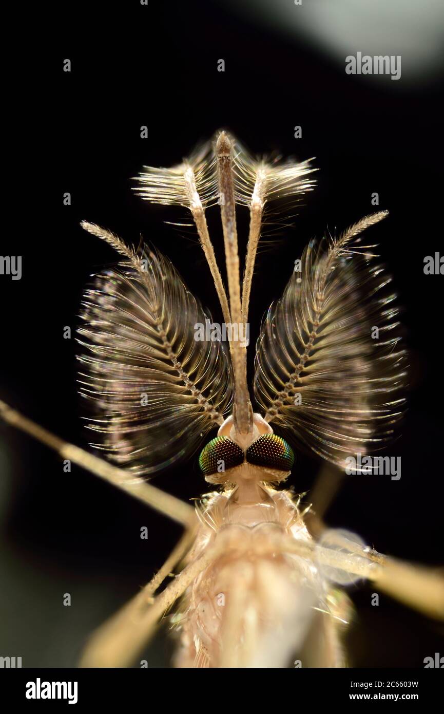 Male Mosquito (Culex pipiens) head, showing antennae and mouthparts. Kiel, Germany Stock Photo