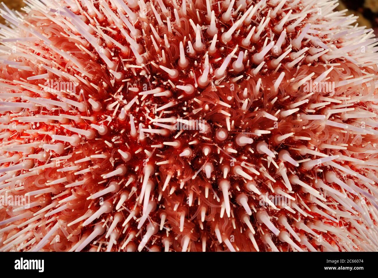 Edible sea urchin (Echinus esculentus), Atlantic Ocean, Strømsholmen, North West Norway Stock Photo