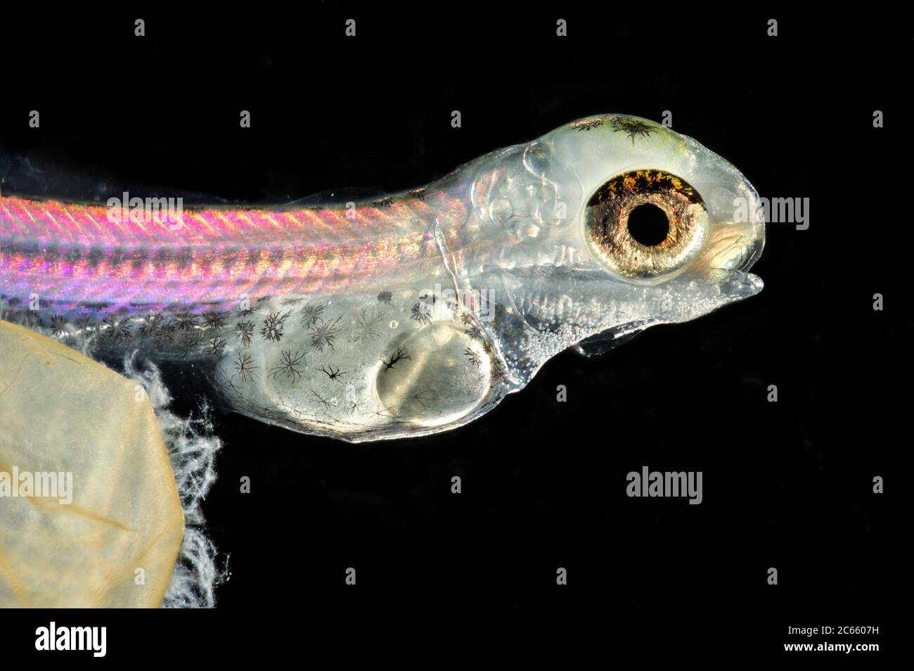 European whitefish (Coregonus lavaretus) (captive & Digital focus stacking) Stock Photo