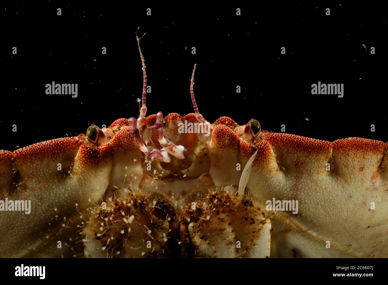 Edible crab (Cancer pagurus) portrait, Atlantic Ocean, Strømsholmen, North West Norway Stock Photo