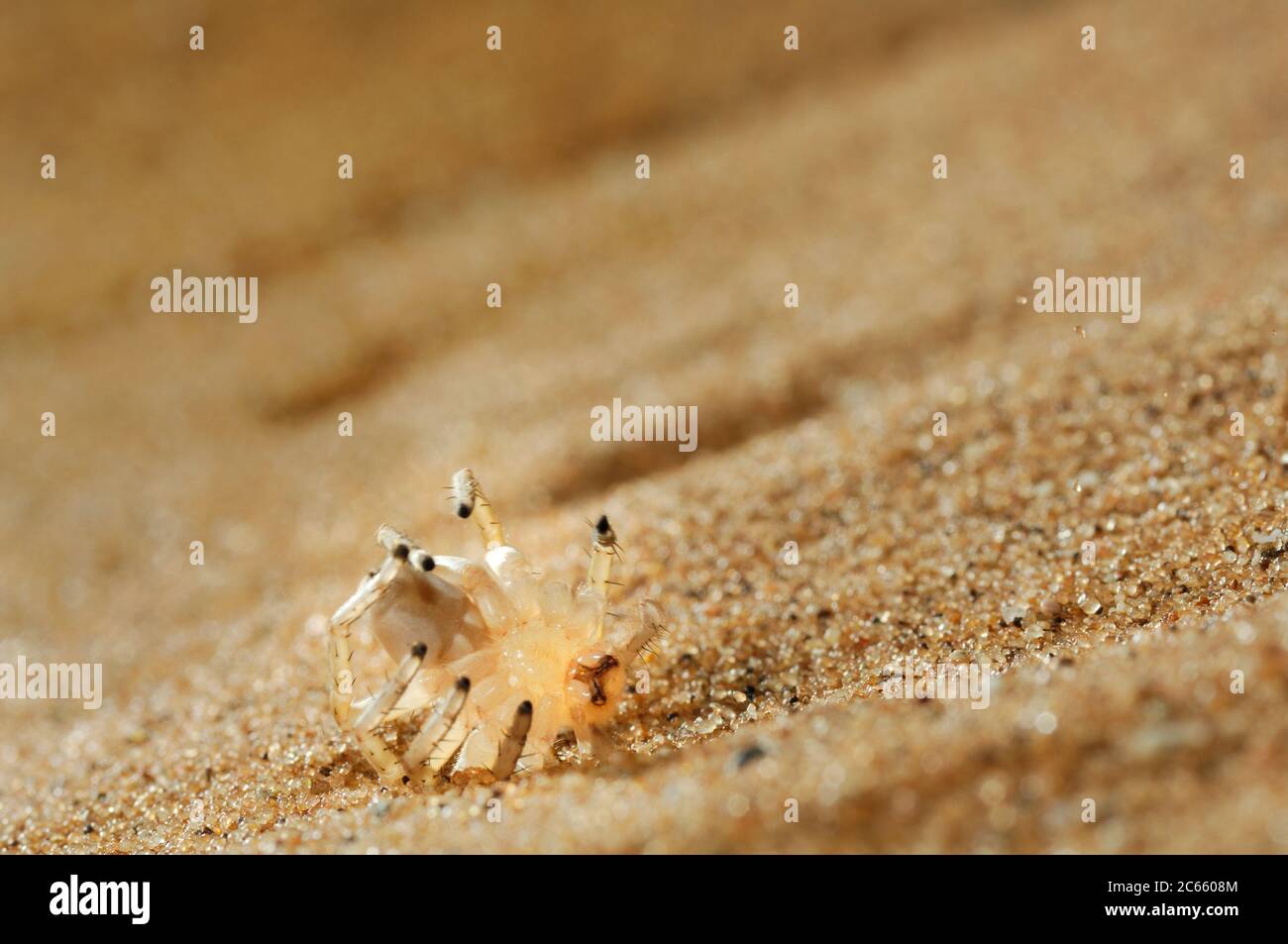 The Golden Wheel Spider (Carparachne aureoflava) is truly a unique and amazing creature of the beautiful Namib Desert. Stock Photo