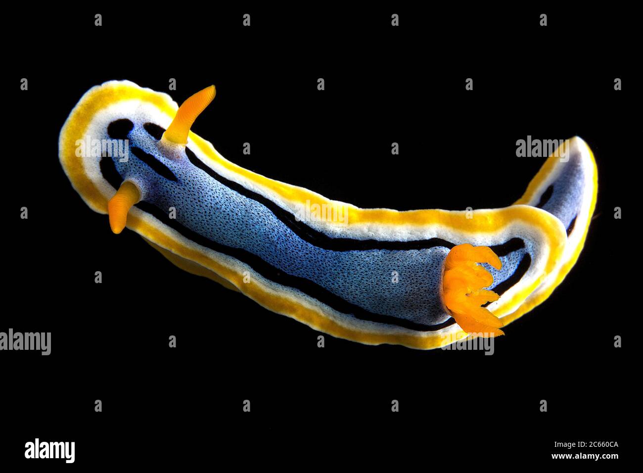 Sea slug, Chromodoris annae Stock Photo