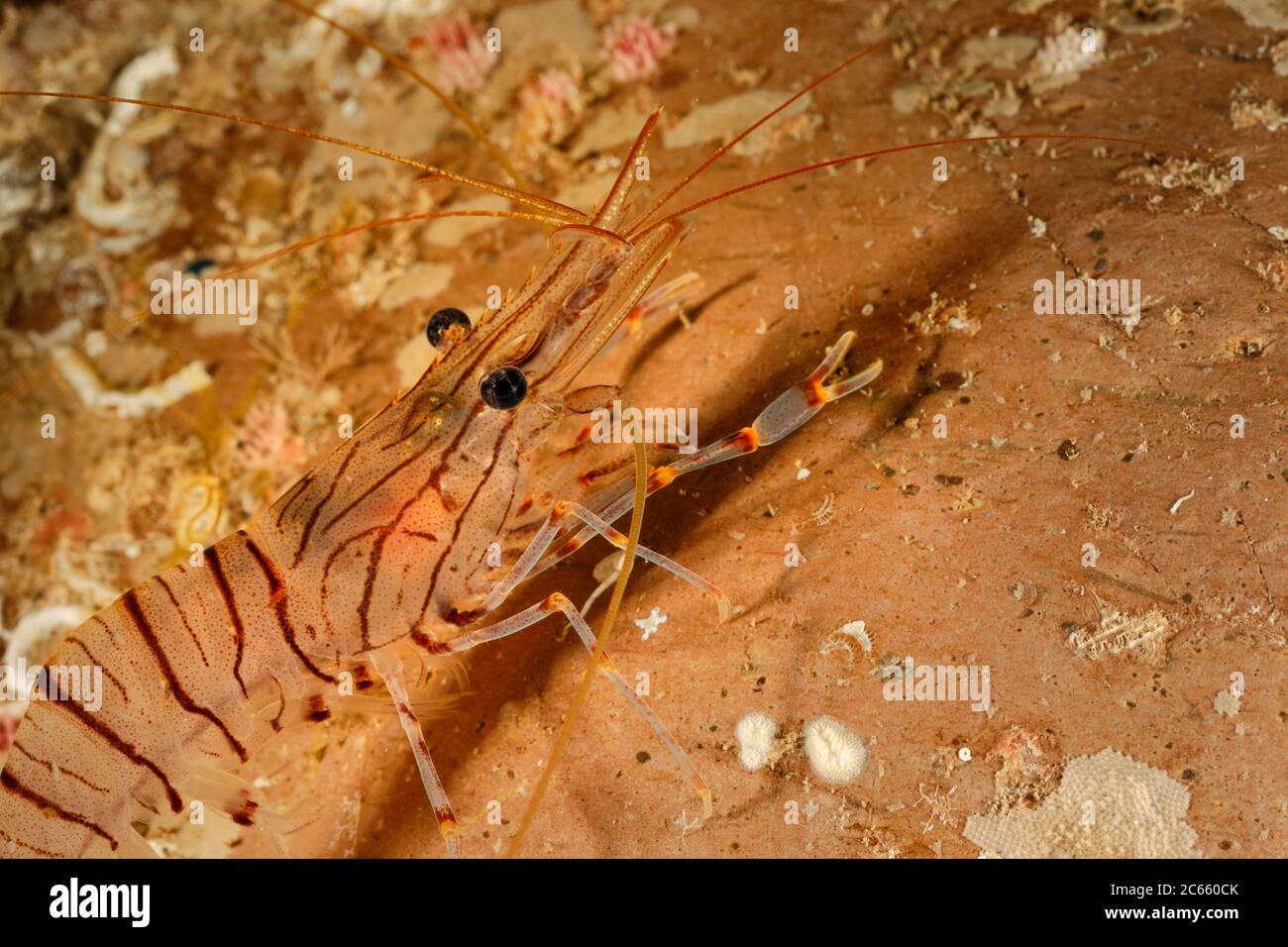 Common prawn (Palaemon serratus) Stock Photo