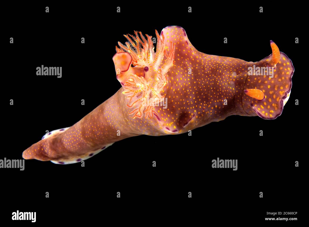 Sea slug, Ceratosoma tenue Stock Photo